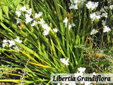 50x Super Flowering Combo  - $4.99 each