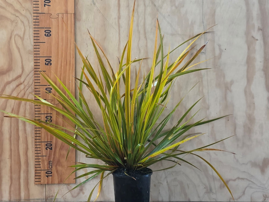 Libertia Ixioides - NZ Iris