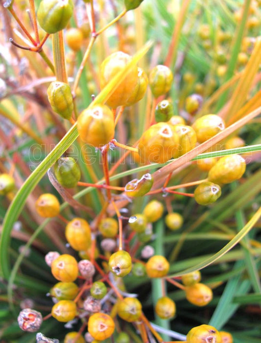 25x Libertia Ixiodes - $8.99 each
