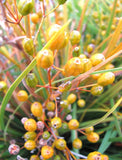 Libertia Ixiodes