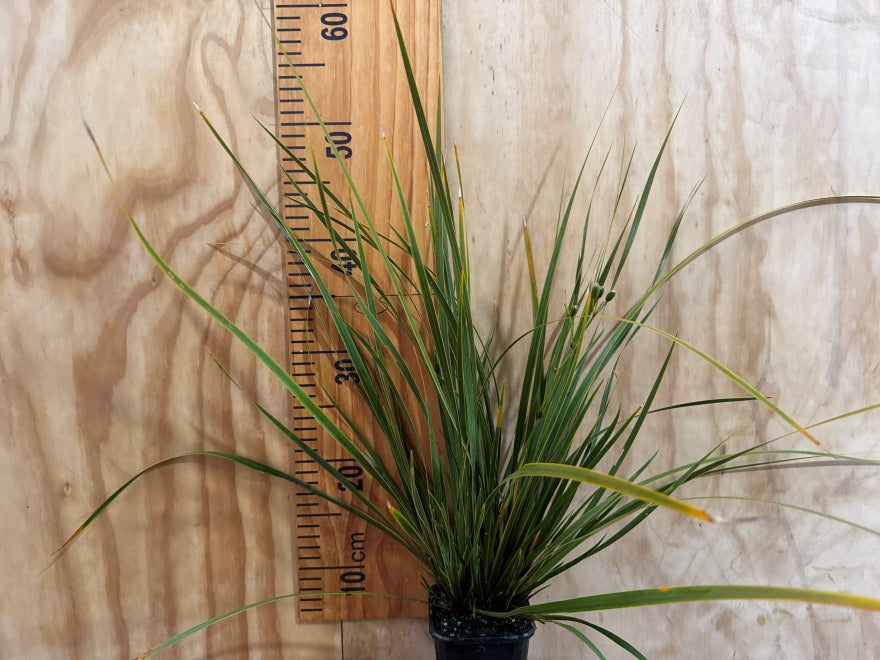 Libertia Ixiodes
