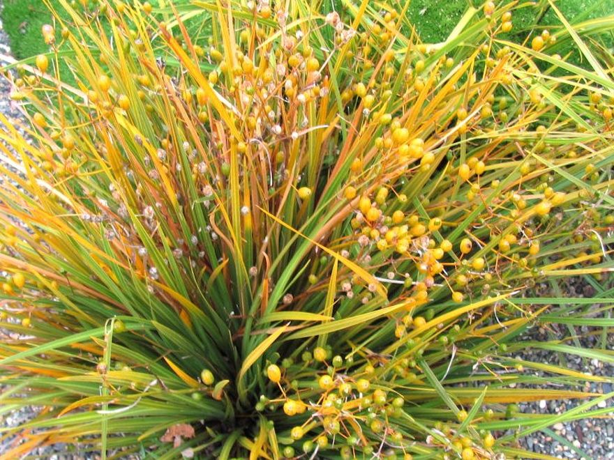 Libertia Ixiodes