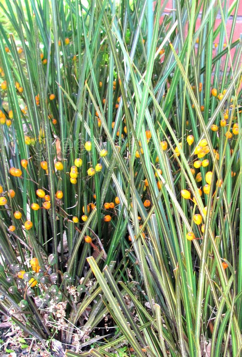 Libertia Ixiodes