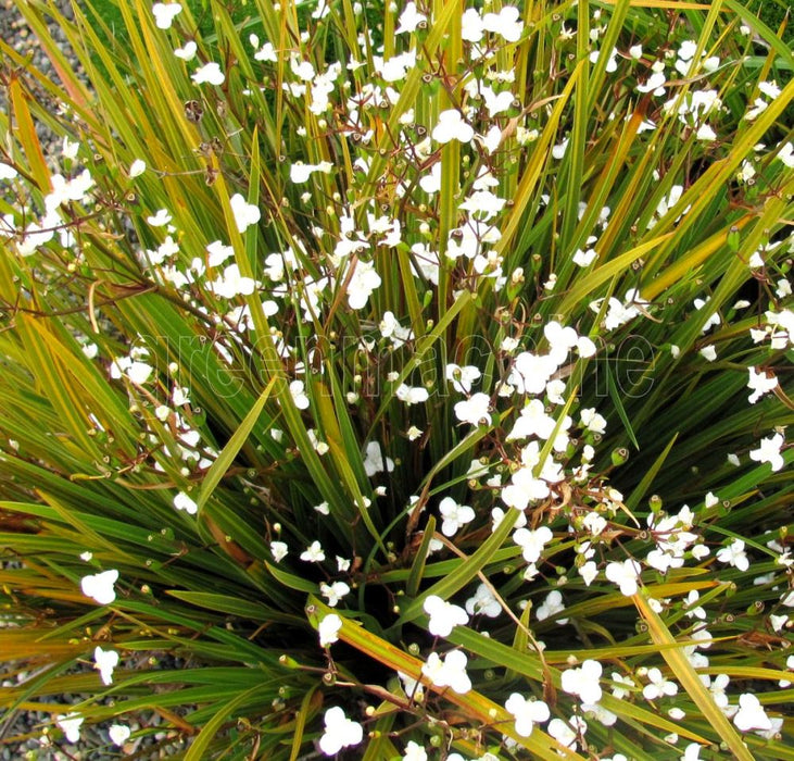 Libertia Ixiodes