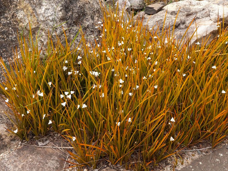 1x Libertia Peregrinans