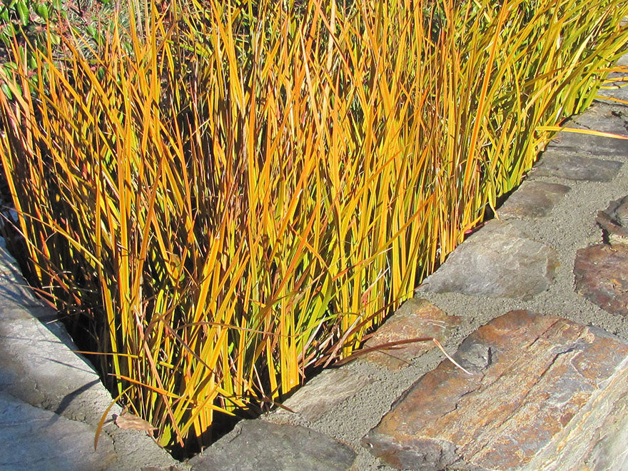 5x NZ Golden Iris - $9.99 each