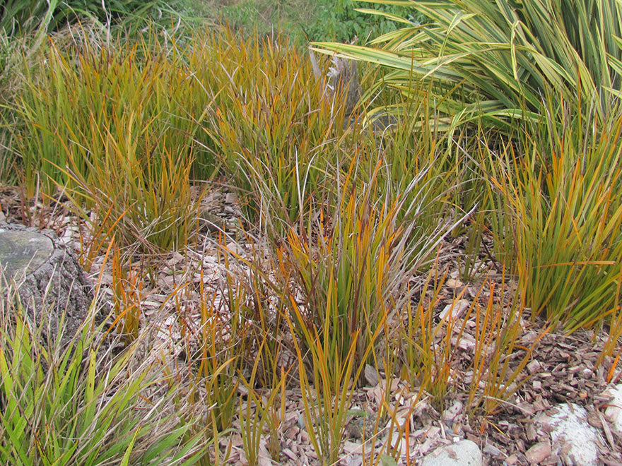5x NZ Golden Iris - $9.99 each