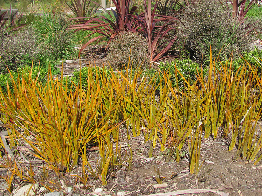 5x NZ Golden Iris - $9.99 each