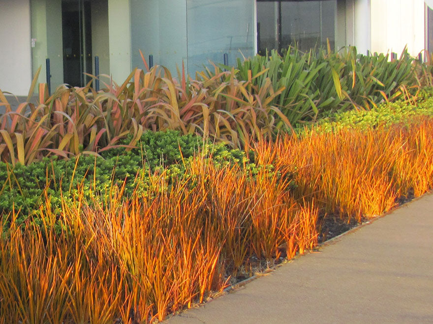 5x NZ Golden Iris - $9.99 each
