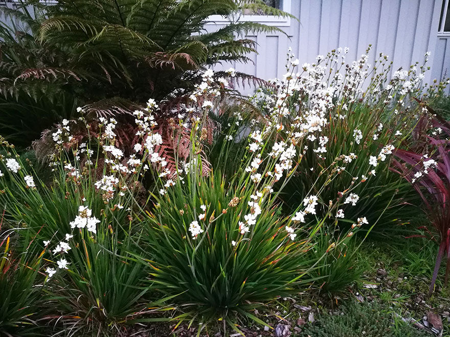 100x NZ Grand Iris - $3.99 each