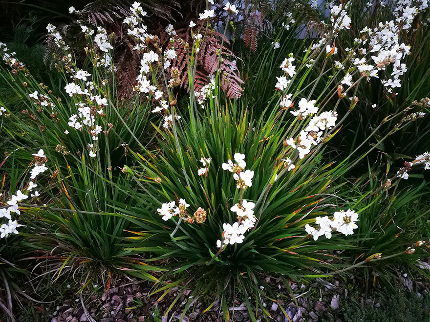 100x NZ Grand Iris - $3.99 each