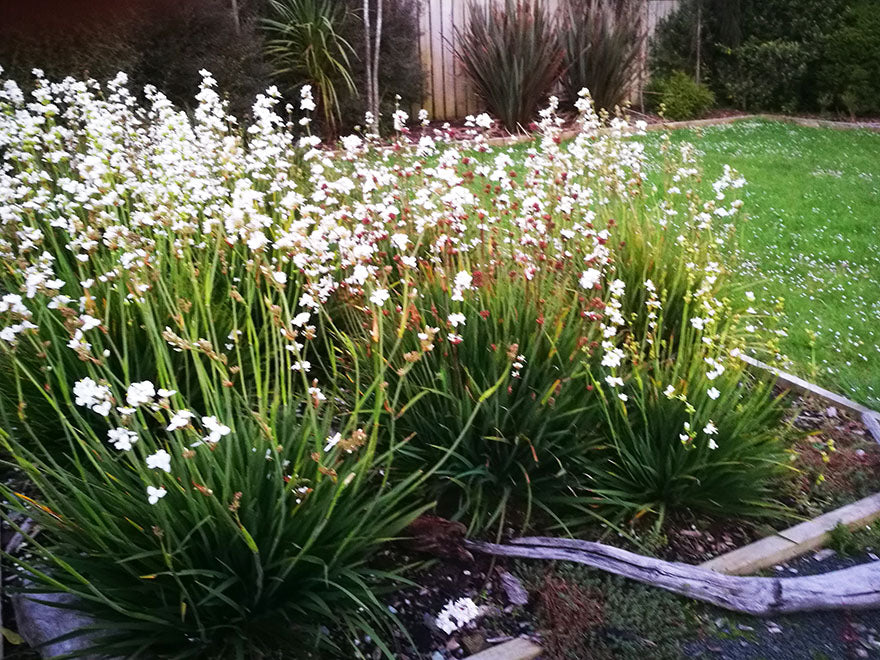 5x NZ Grand Iris - $5.99 each