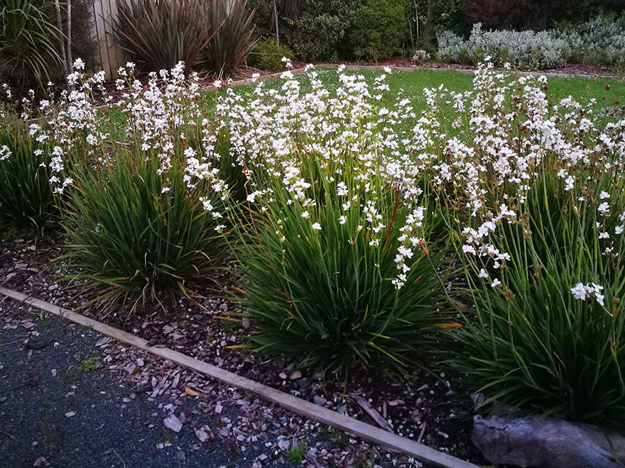 25x NZ Grand Iris - $4.99 each