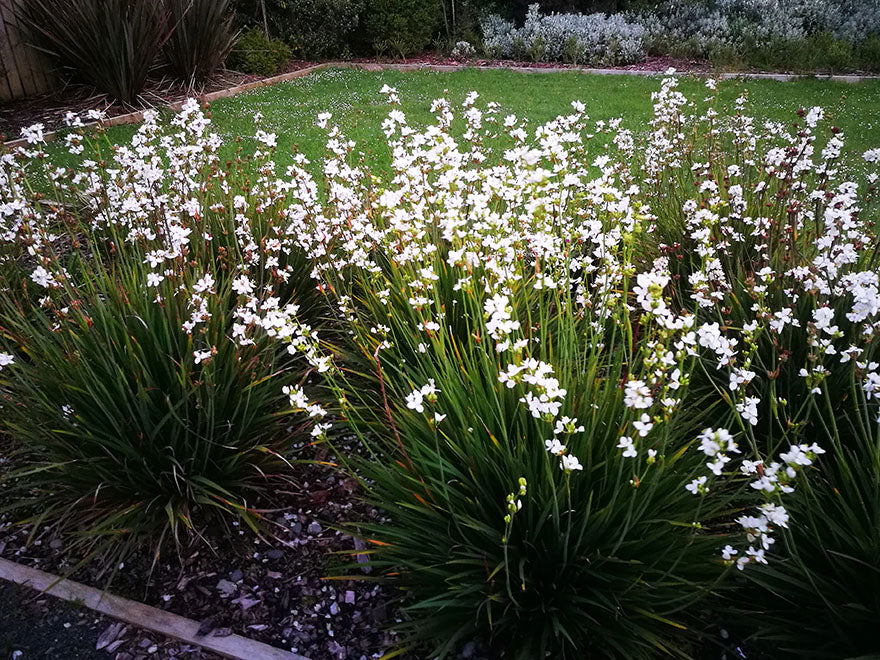 100x NZ Grand Iris - $3.99 each