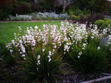 50x Super Flowering Combo  - $4.99 each