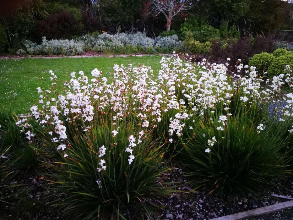 100x NZ Grand Iris - $3.99 each