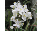50x Super Flowering Combo  - $4.99 each