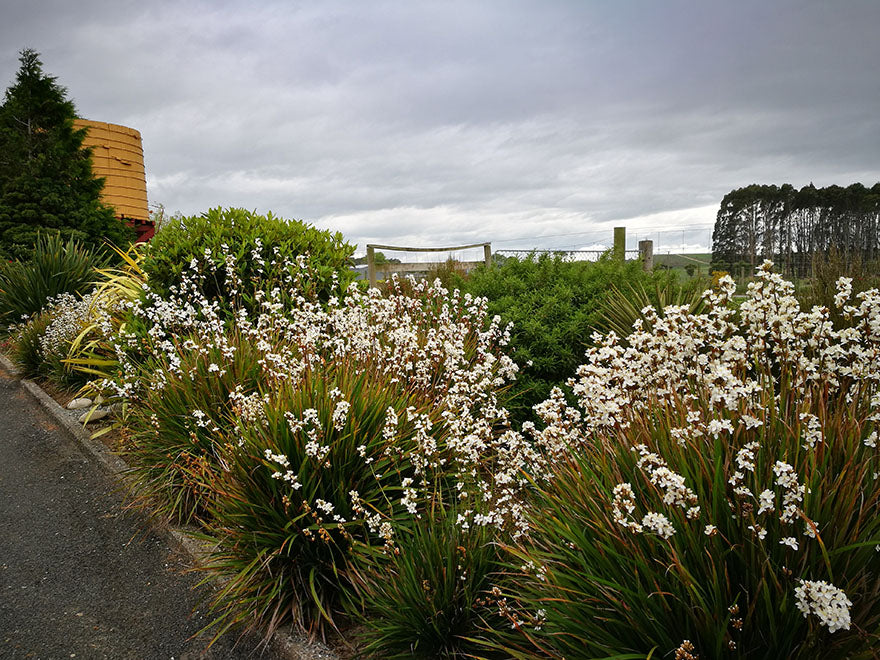 25x NZ Grand Iris - $4.99 each