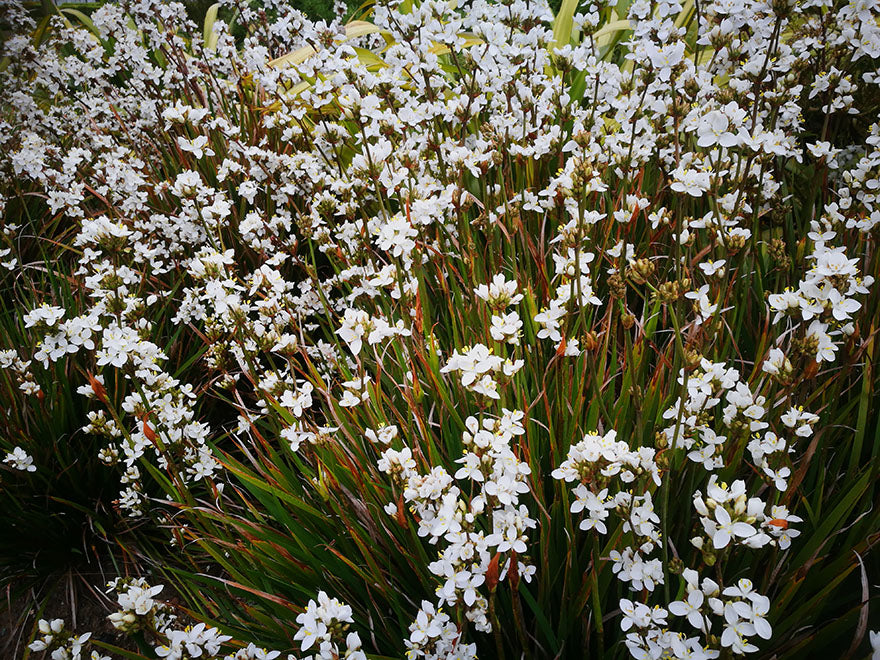 5x NZ Grand Iris - $5.99 each