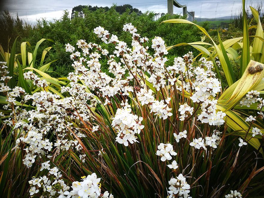 25x NZ Grand Iris - $4.99 each