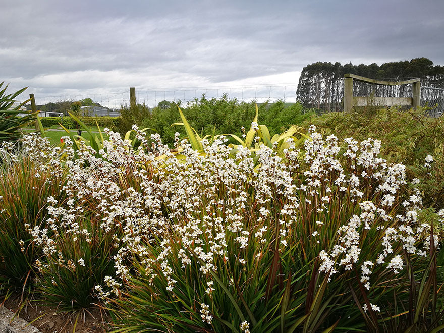 25x NZ Grand Iris - $4.99 each