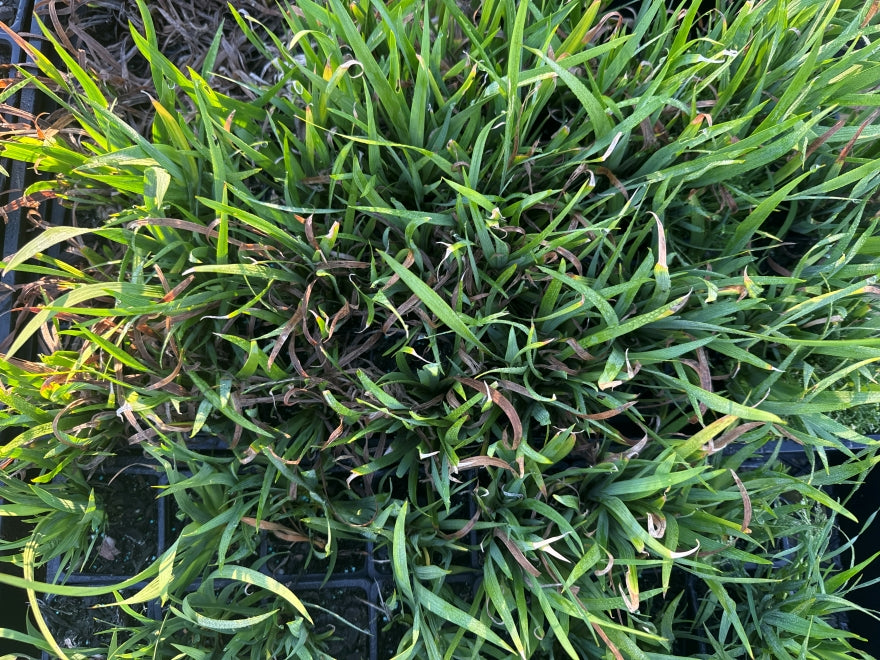 10x Libertia Grandiflora - $1.99 each