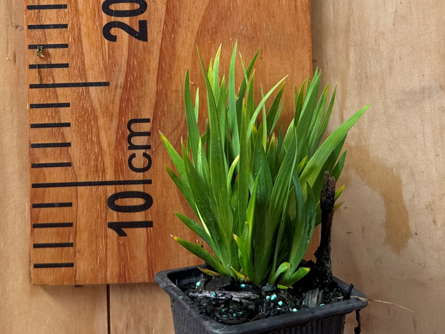 Libertia Grandiflora