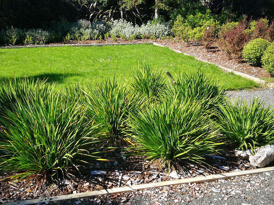 100x NZ Grand Iris - $3.99 each