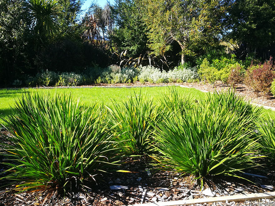 100x NZ Grand Iris - $3.99 each