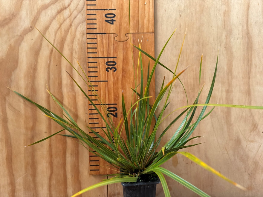 5x NZ Iris - $9.99 each