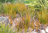 Libertia Ixiodes