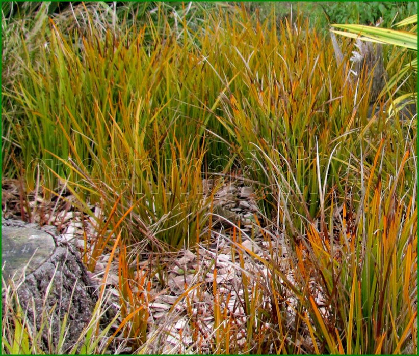 10x NZ Iris - $2.99 each