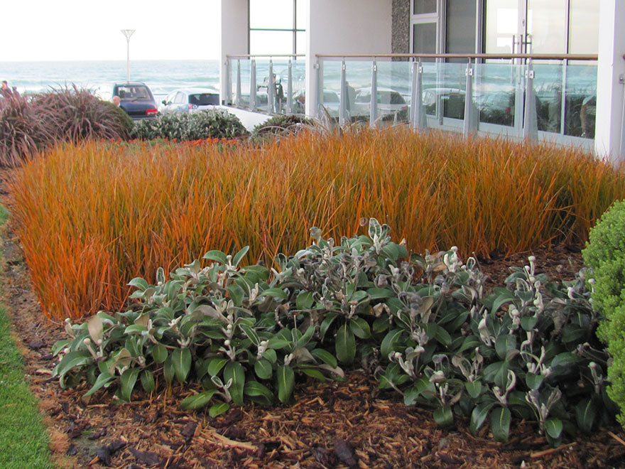 5x NZ Golden Iris - $9.99 each