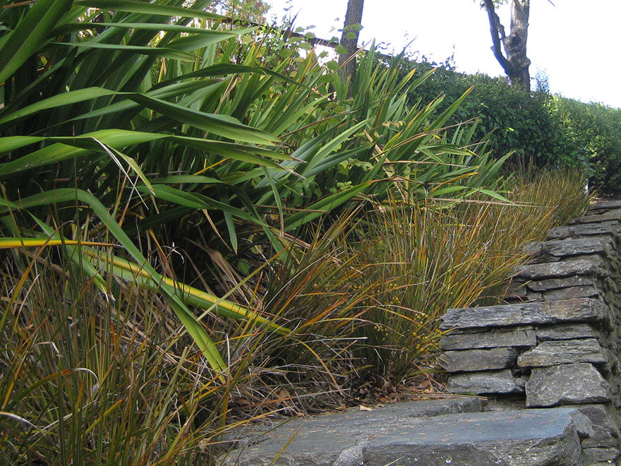 5x NZ Golden Iris - $9.99 each