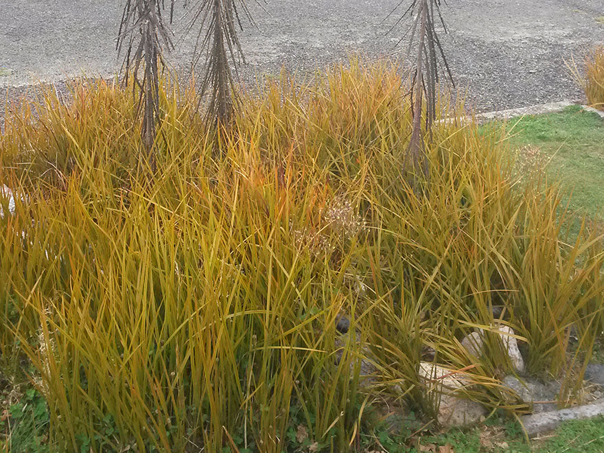 5x NZ Golden Iris - $9.99 each