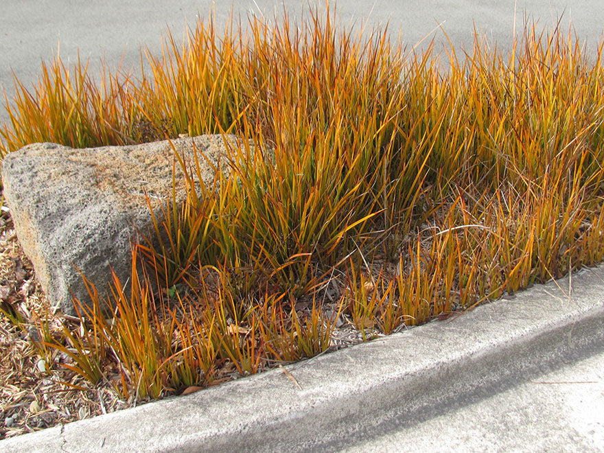 5x NZ Golden Iris - $9.99 each