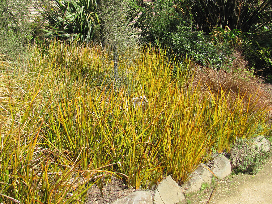 5x NZ Golden Iris - $9.99 each