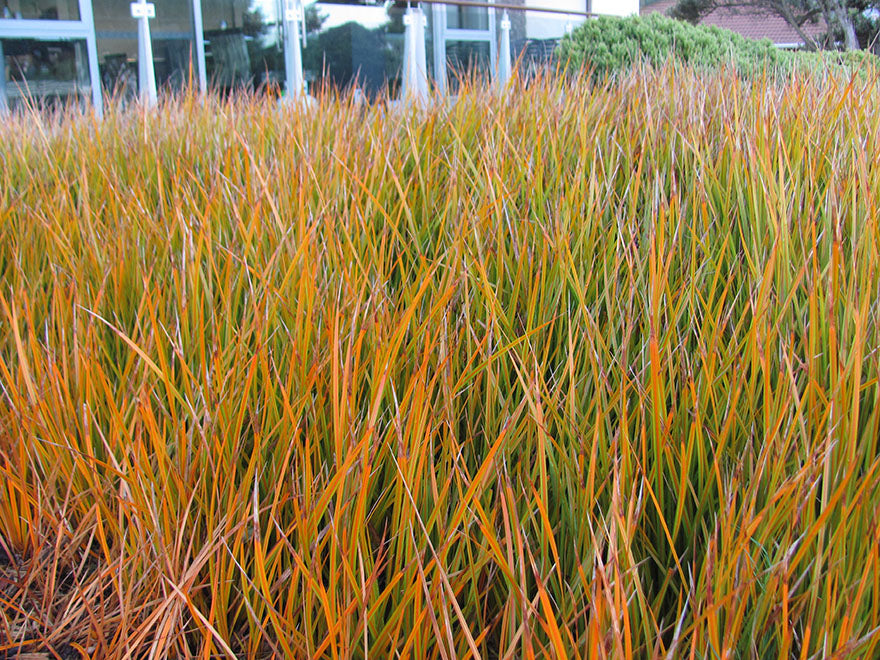 5x NZ Golden Iris - $9.99 each