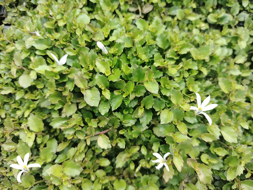 25x Panakenake - $2.99 each