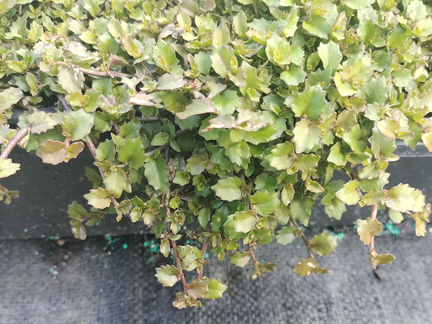 100x Panakenake - $2.99 each