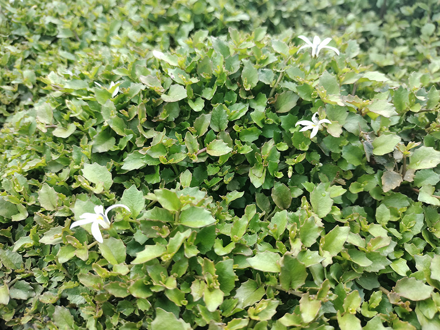 100x Panakenake - $2.99 each