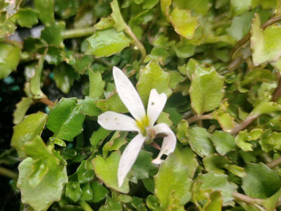 5x Panakenake - $2.99 each