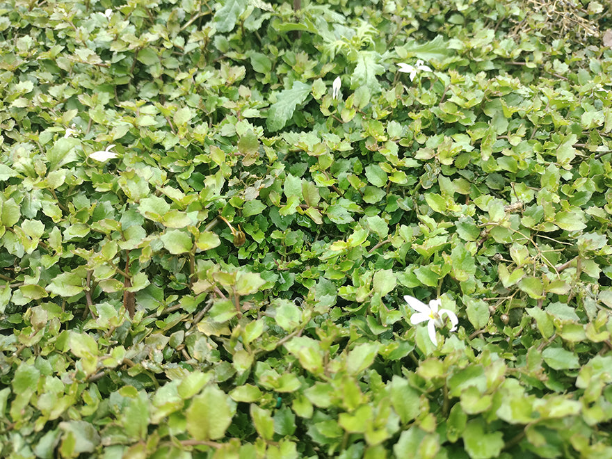 100x Panakenake - $2.99 each