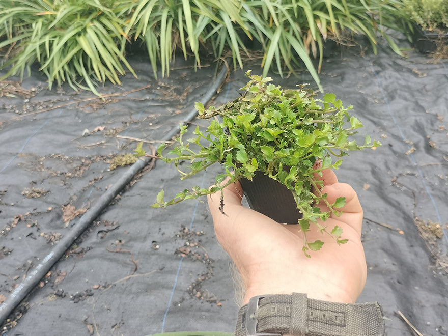 100x Panakenake - $2.99 each