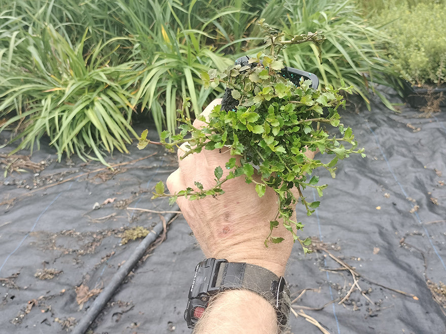 100x Panakenake - $2.99 each