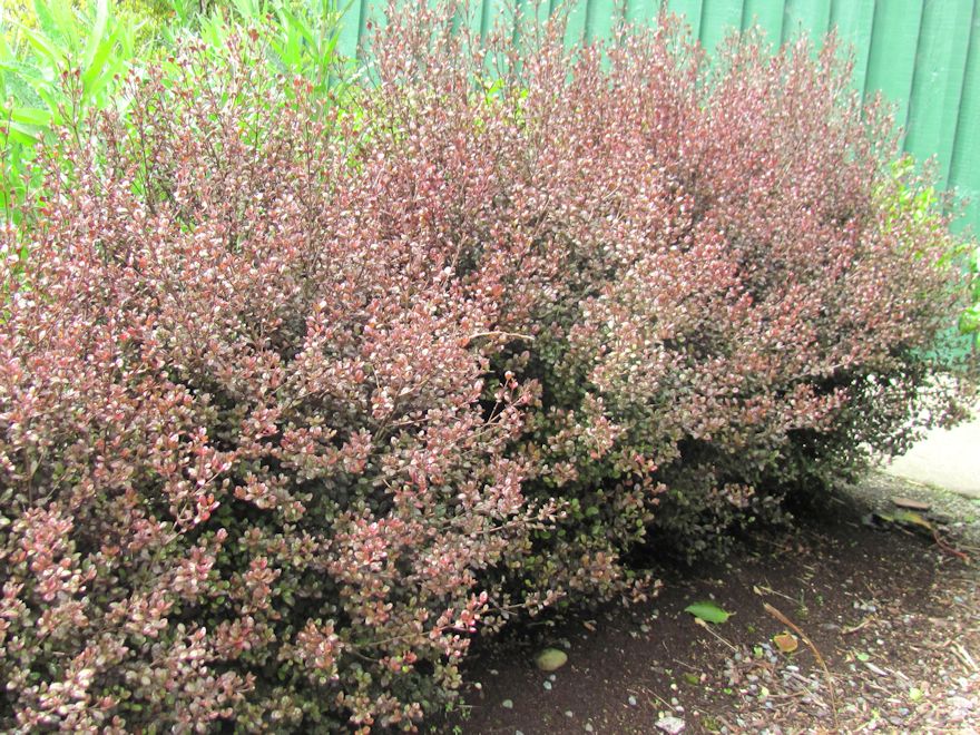 25x Lophomyrtus Red Dragon - $5.99 each