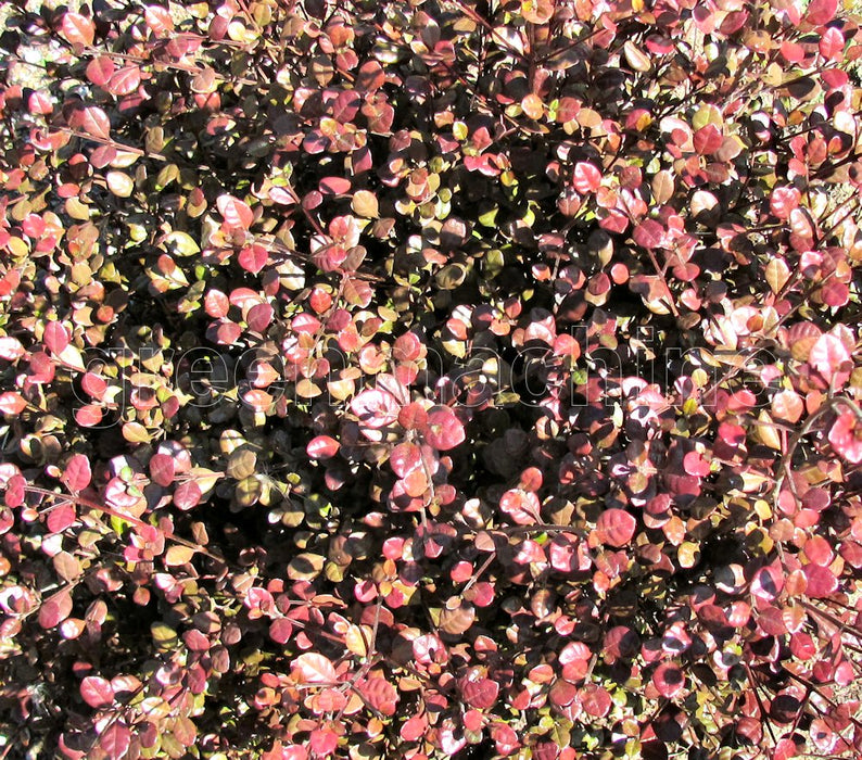 5x Lophomyrtus Red Dragon - $6.99 each