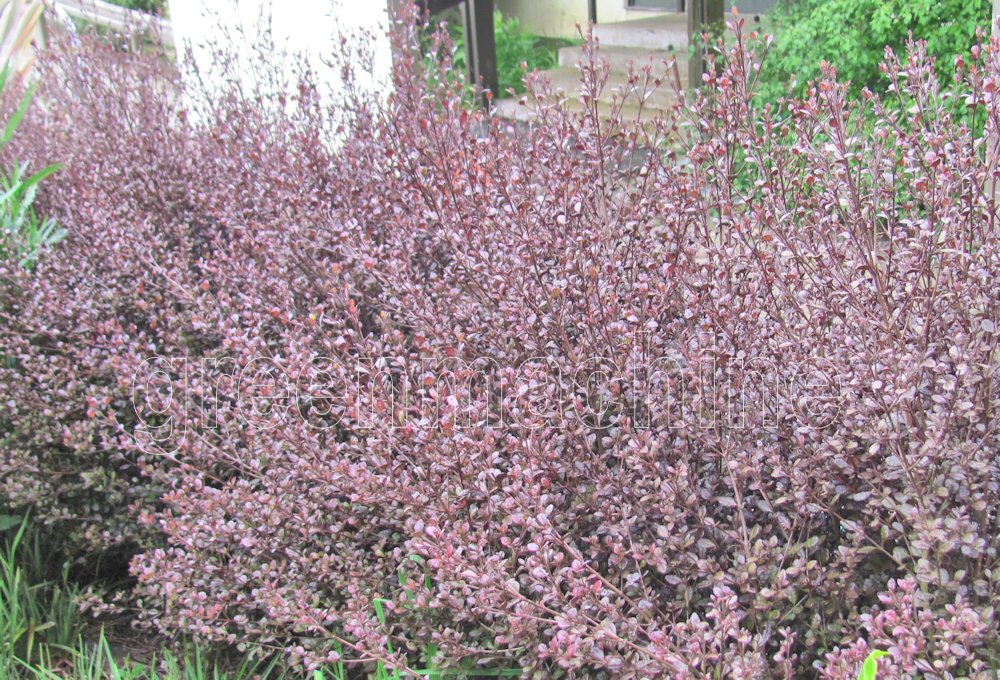 5x Lophomyrtus Red Dragon - $6.99 each