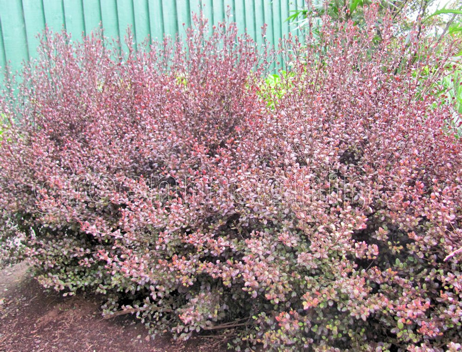 25x Lophomyrtus Red Dragon - $5.99 each