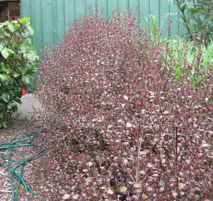 25x Lophomyrtus Red Dragon - $5.99 each